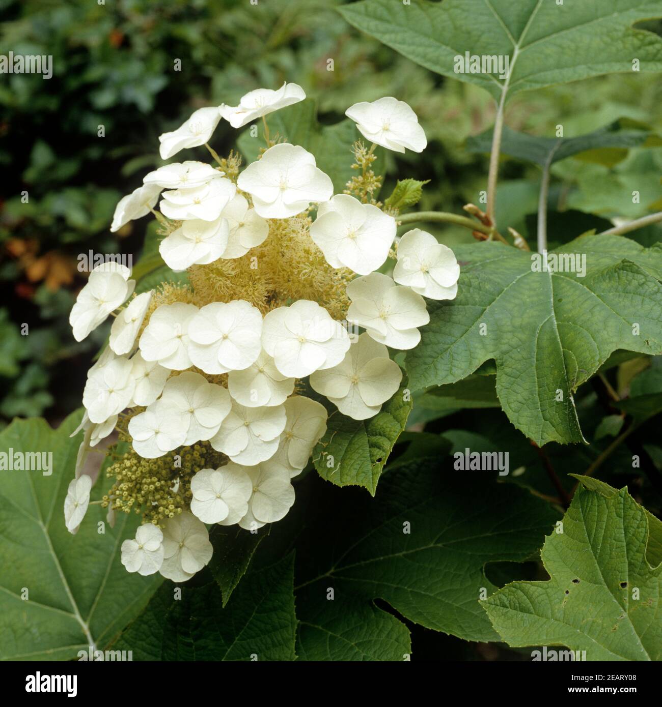 Hortensie hydrangea macrophylla High Resolution Stock Photography and ...