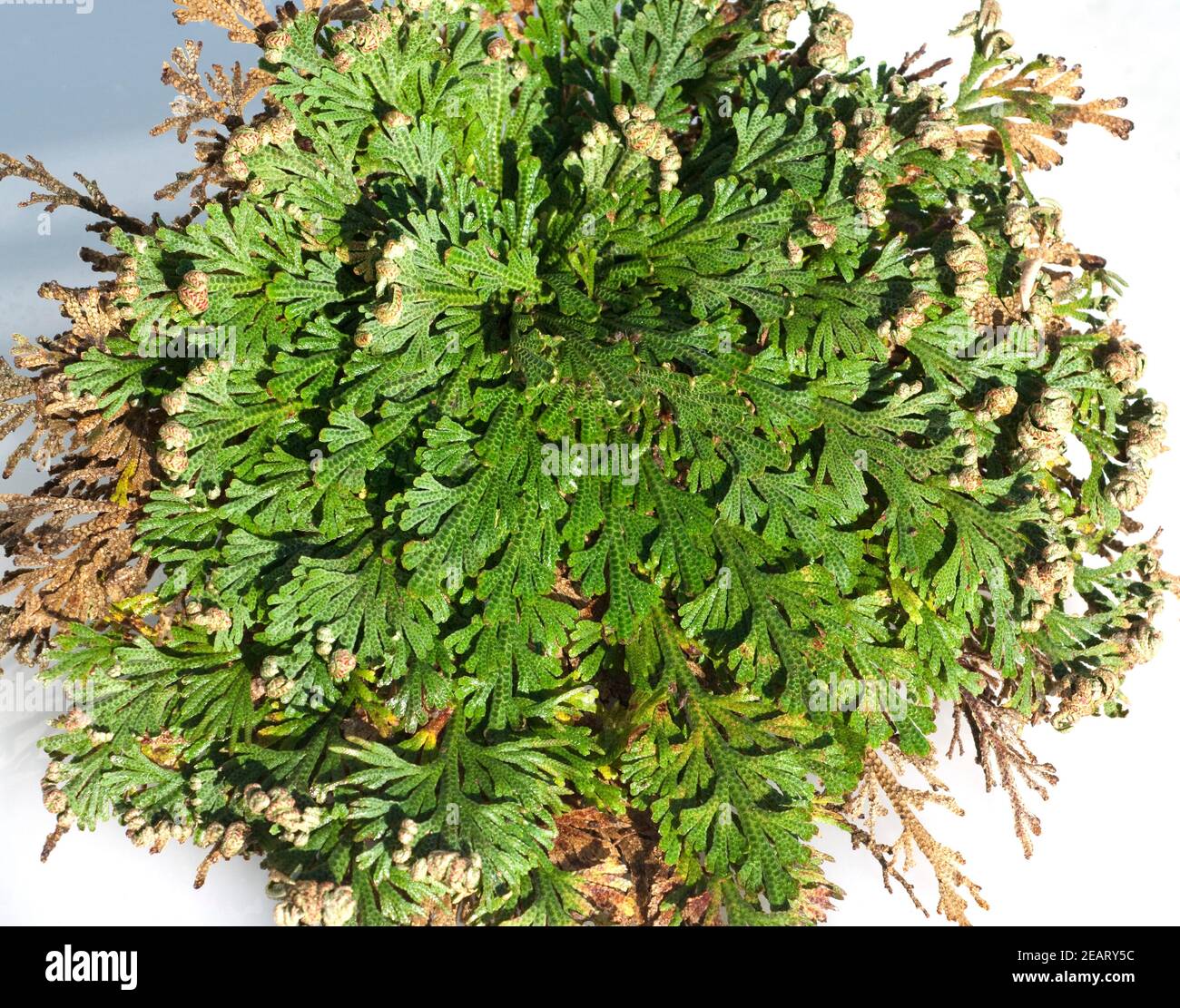Rose von jericho hi-res stock photography and images - Alamy