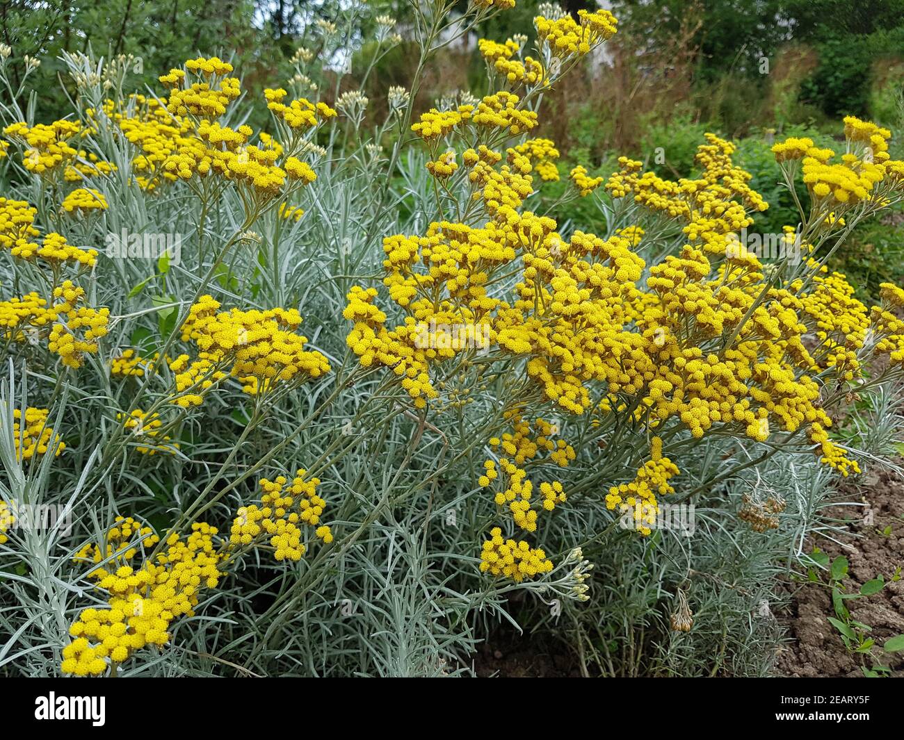 Currykraut  Helichrysum, italicum  Gewuerz Stock Photo