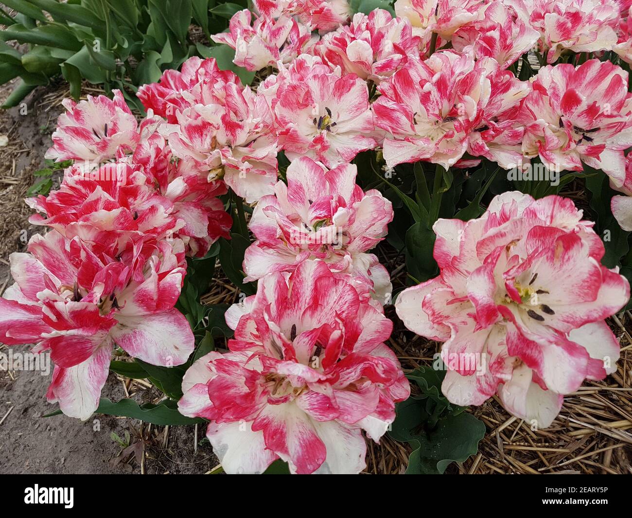 Tulipa Cartouche, Tulpenbluete Stock Photo