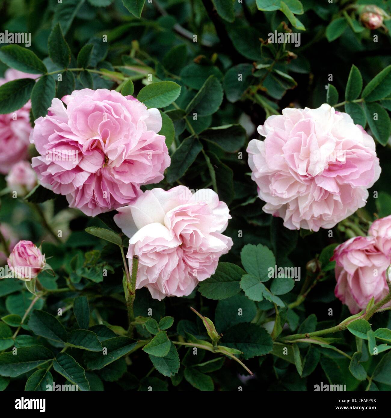 Rosa blush damask hires stock photography and images Alamy