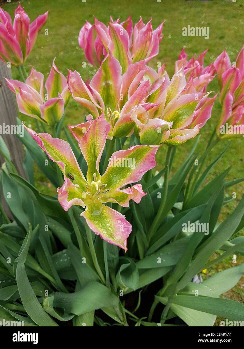 Tulipa Virichic, Tulpenbluete Stock Photo