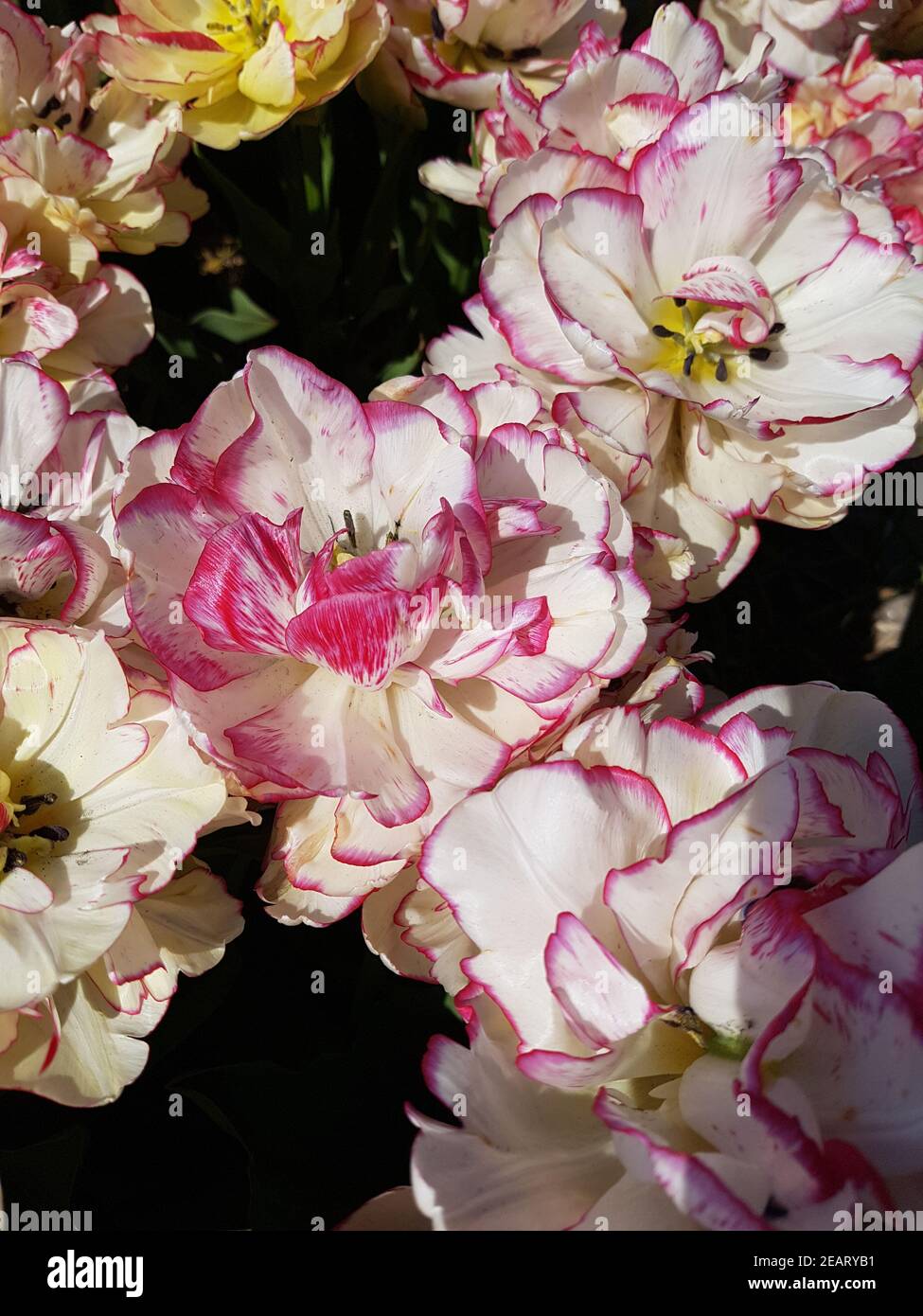 Tulipa, Belicia, Tulpenbluete Stock Photo