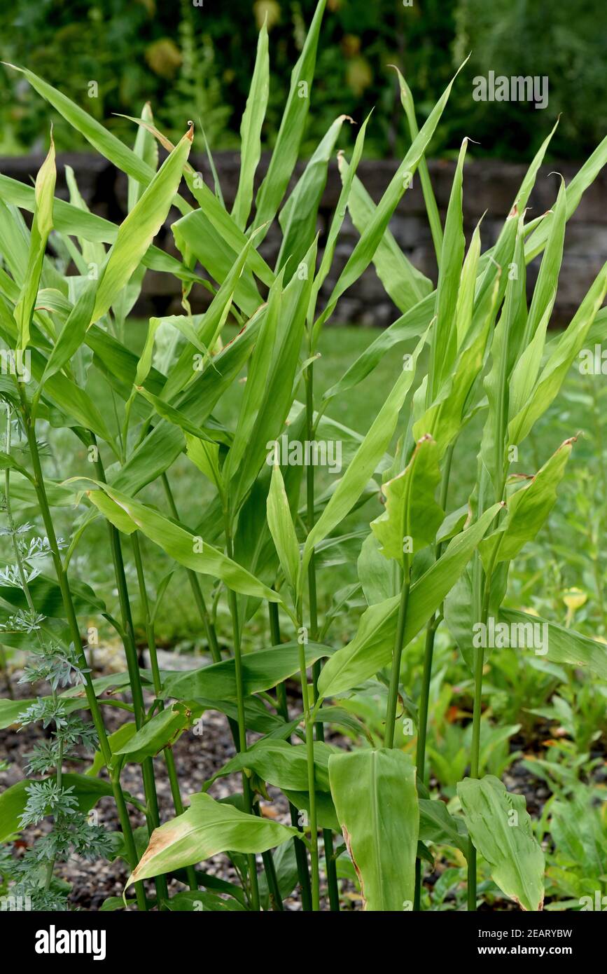 Ingwer, Zingiber, officinale Stock Photo Alamy