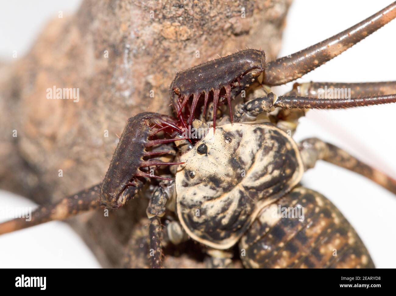Tailless whip scorpion hires stock photography and images Alamy