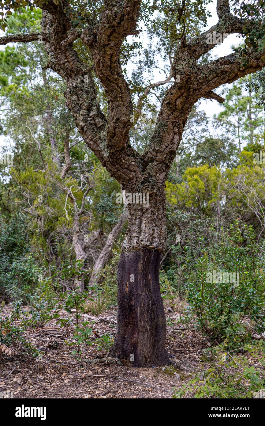Oak Tree stripped for cork cork, Quercus suber. Massís de les Cadiretes, Catalonia, Spain. Stock Photo