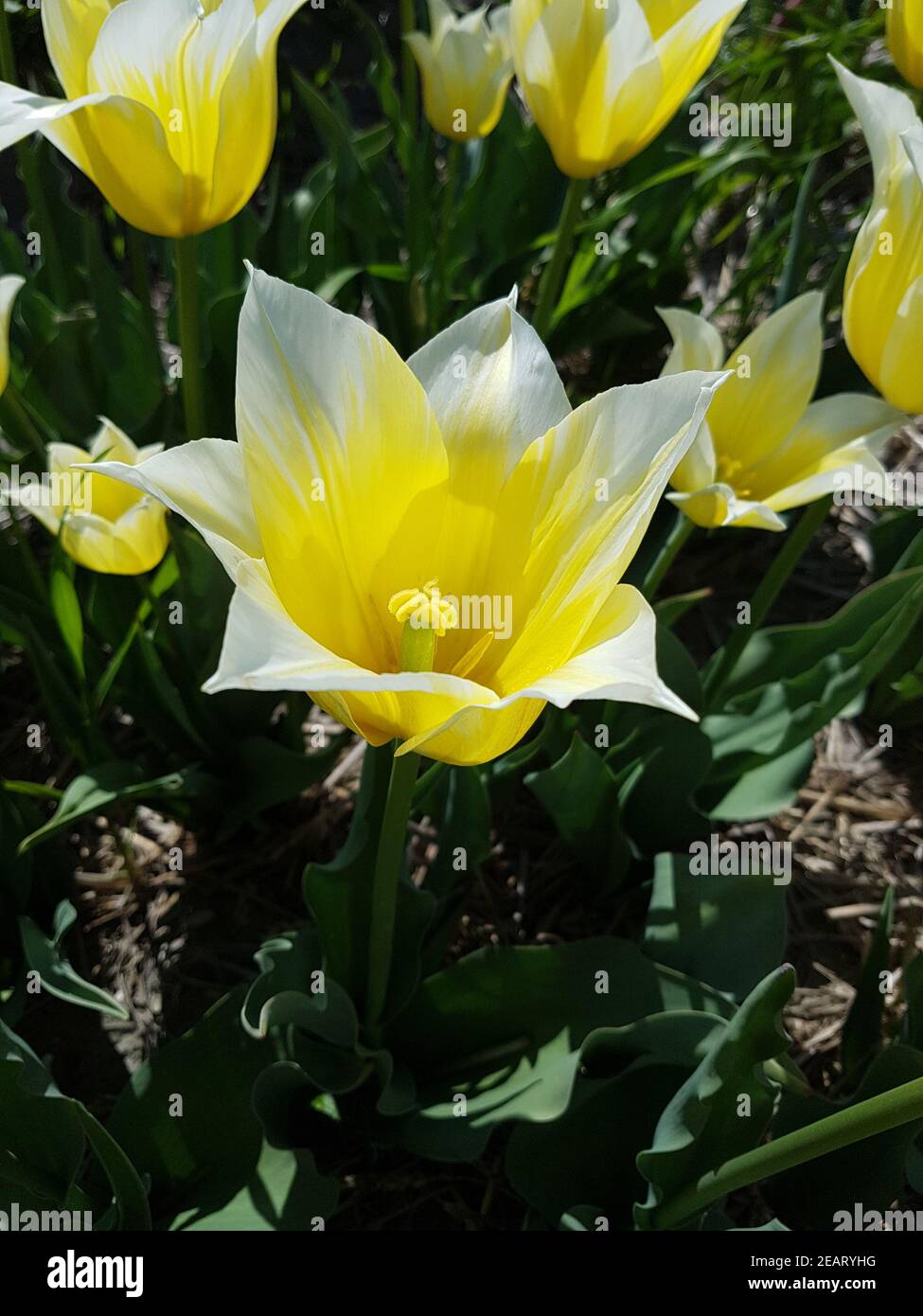 Tulipa, Budlight, Tulpenbluete Stock Photo