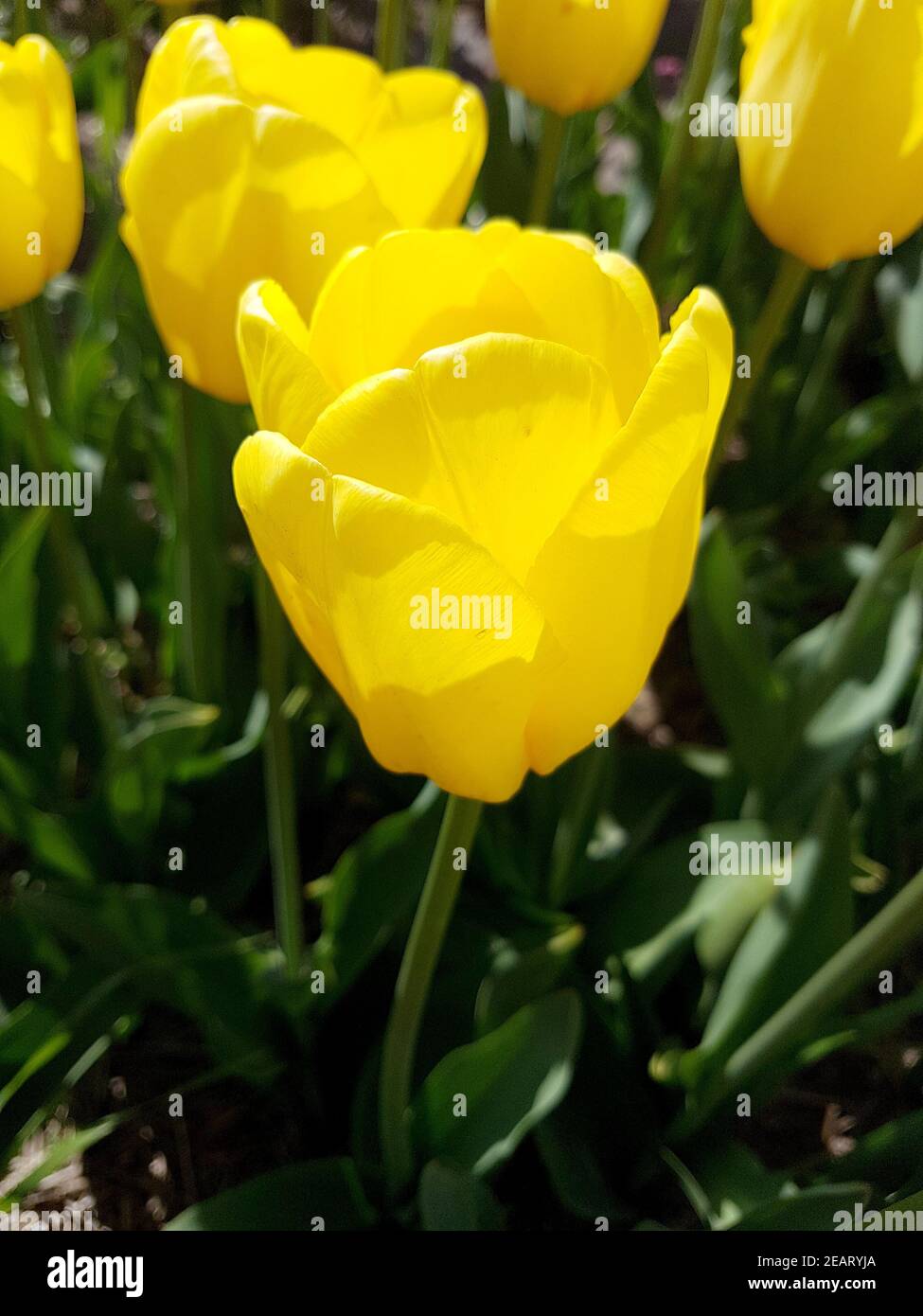 Caractere hi-res stock photography and images - Alamy
