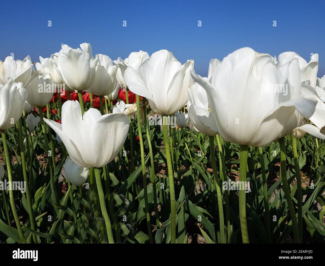 Tulipa, Clearwater, Tulpenbluete Stock Photo