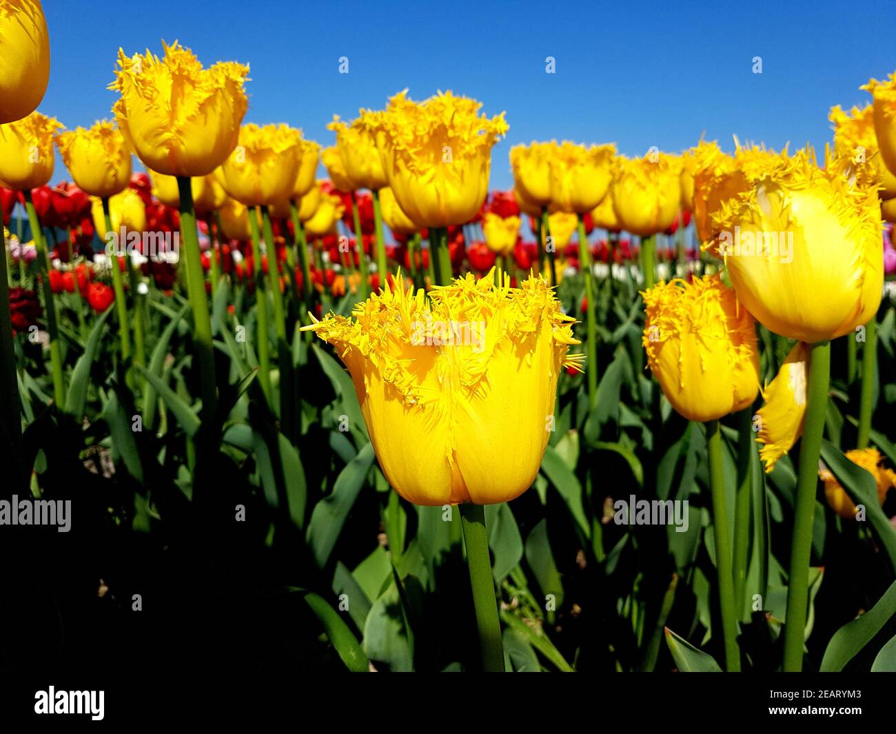 Tulipa, Inspire, Tulpenbluete Stock Photo