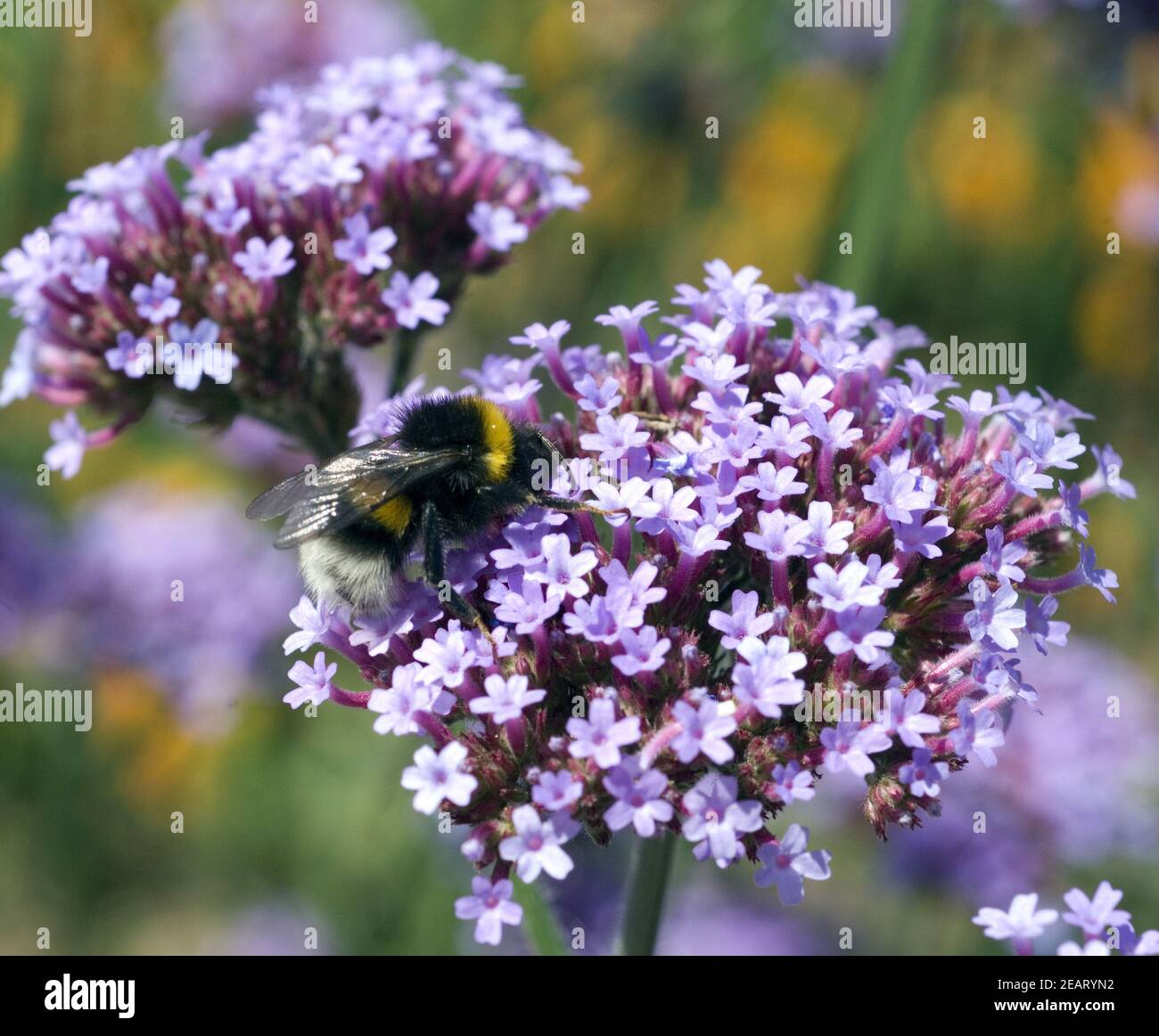 Hummel, Verbena bonariensis Stock Photo