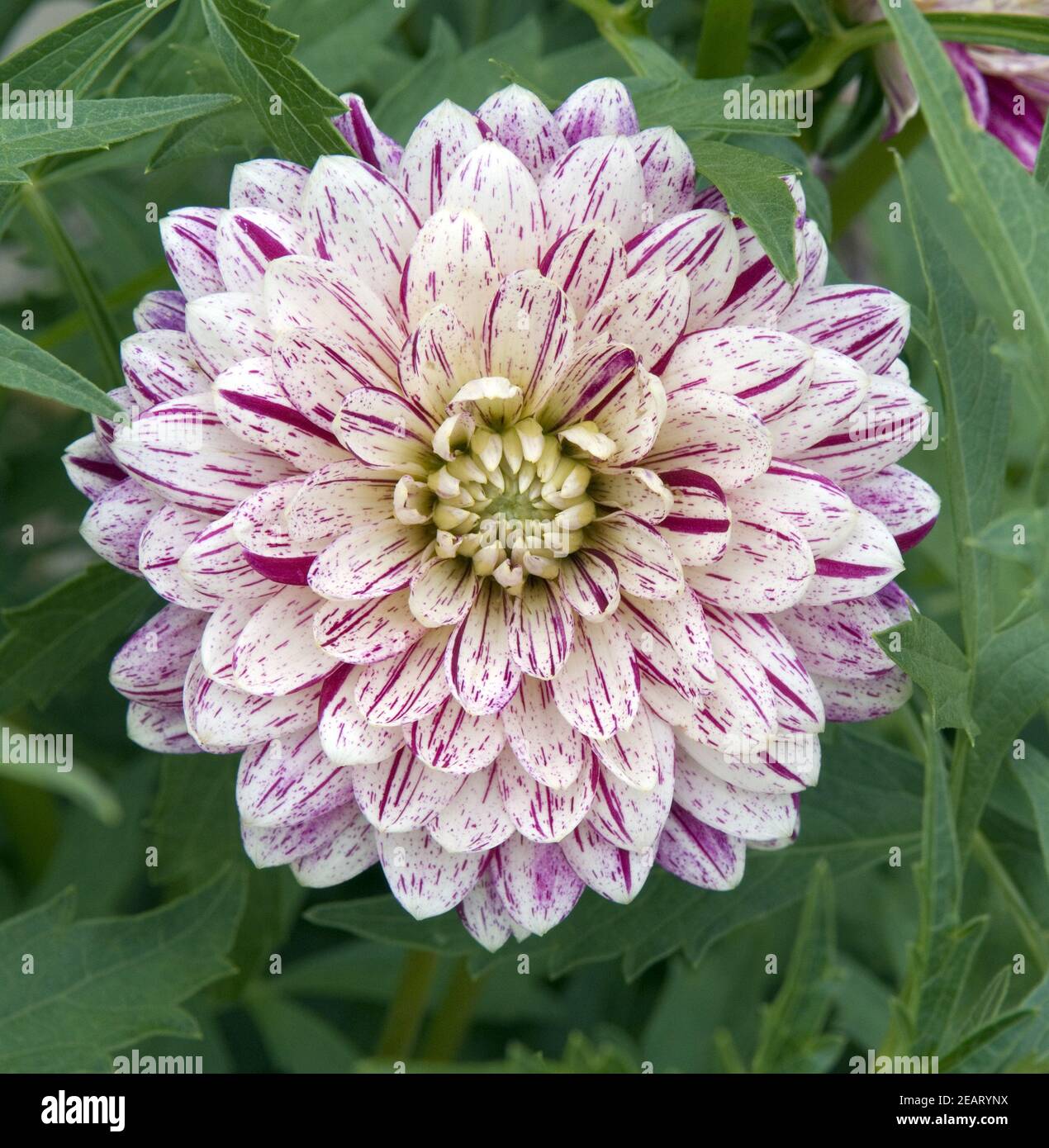 Dekorative Dahlie Smokey Stock Photo Alamy