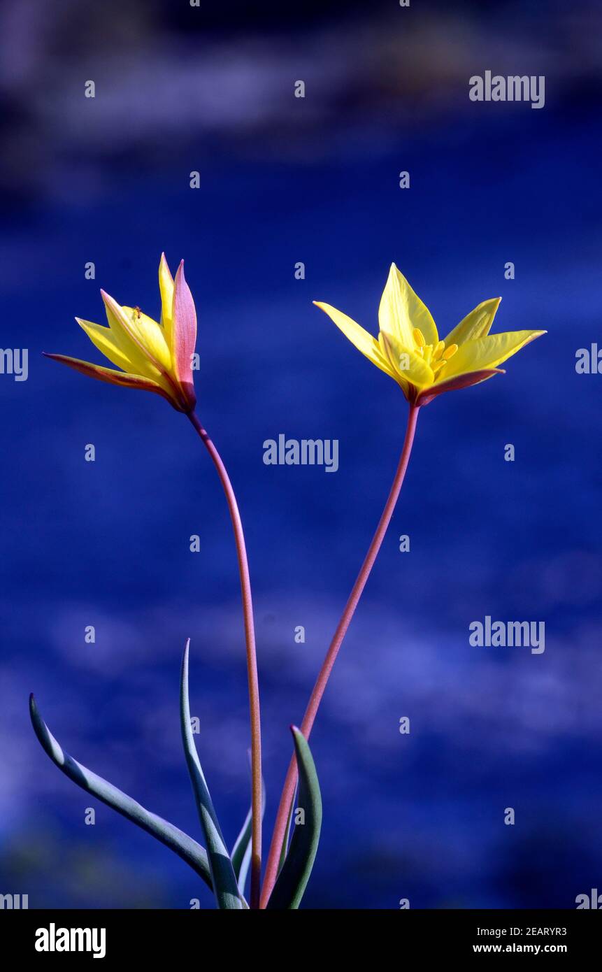 Spring wildflowers: Tulipa sylvestris subsp. australis Stock Photo