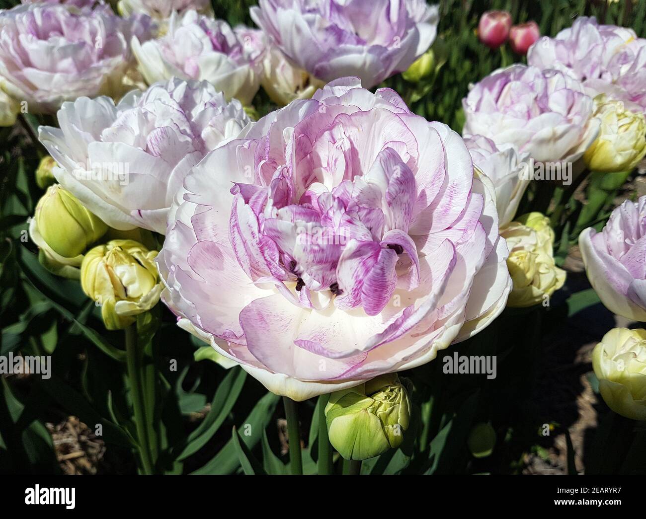 Tulipa, Normandie, Tulpenbluete Stock Photo