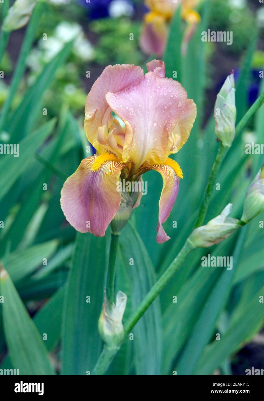 Deutsche Schwerlilie Stock Photo