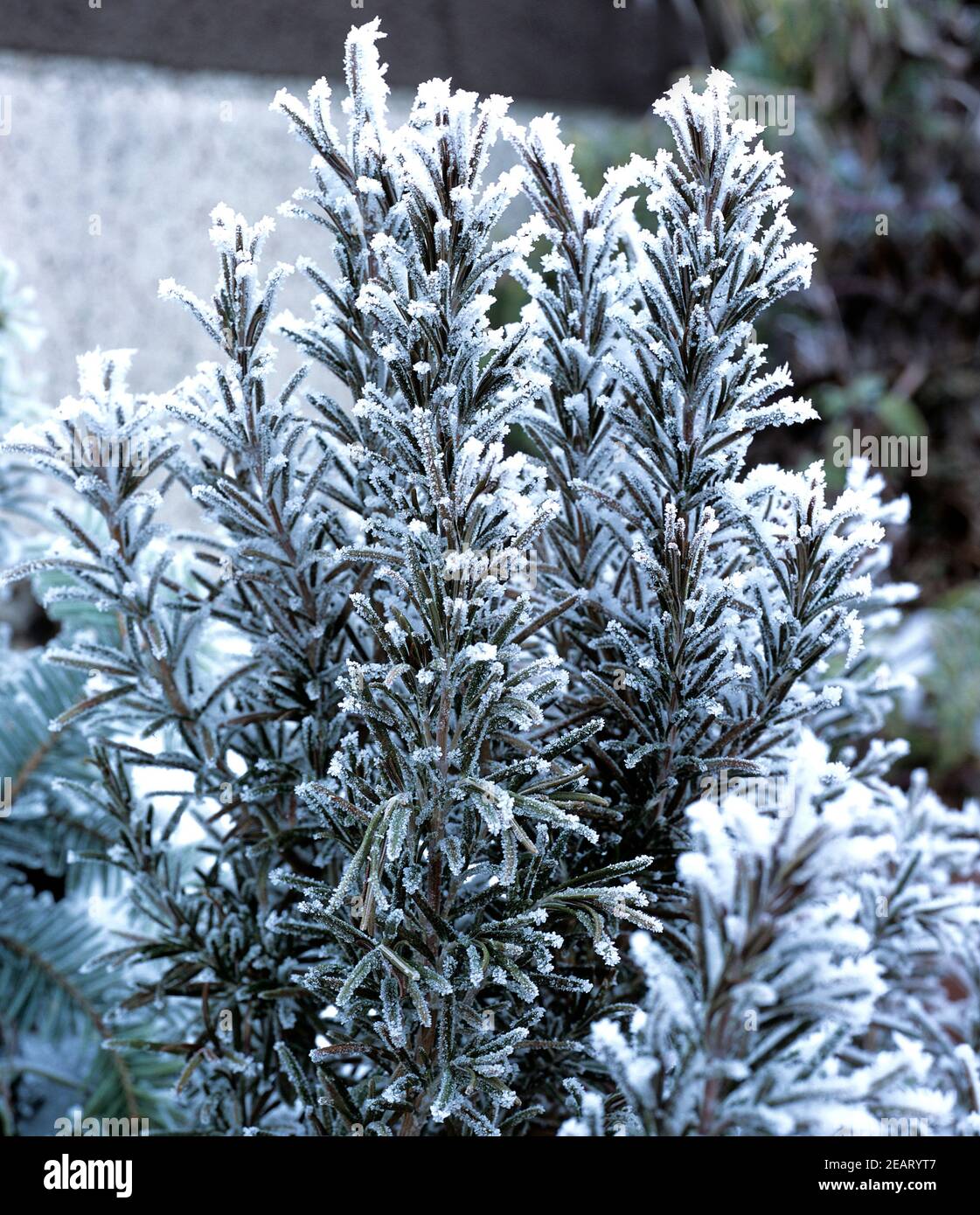 Rosmarinstraeusschen hires stock photography and images Alamy