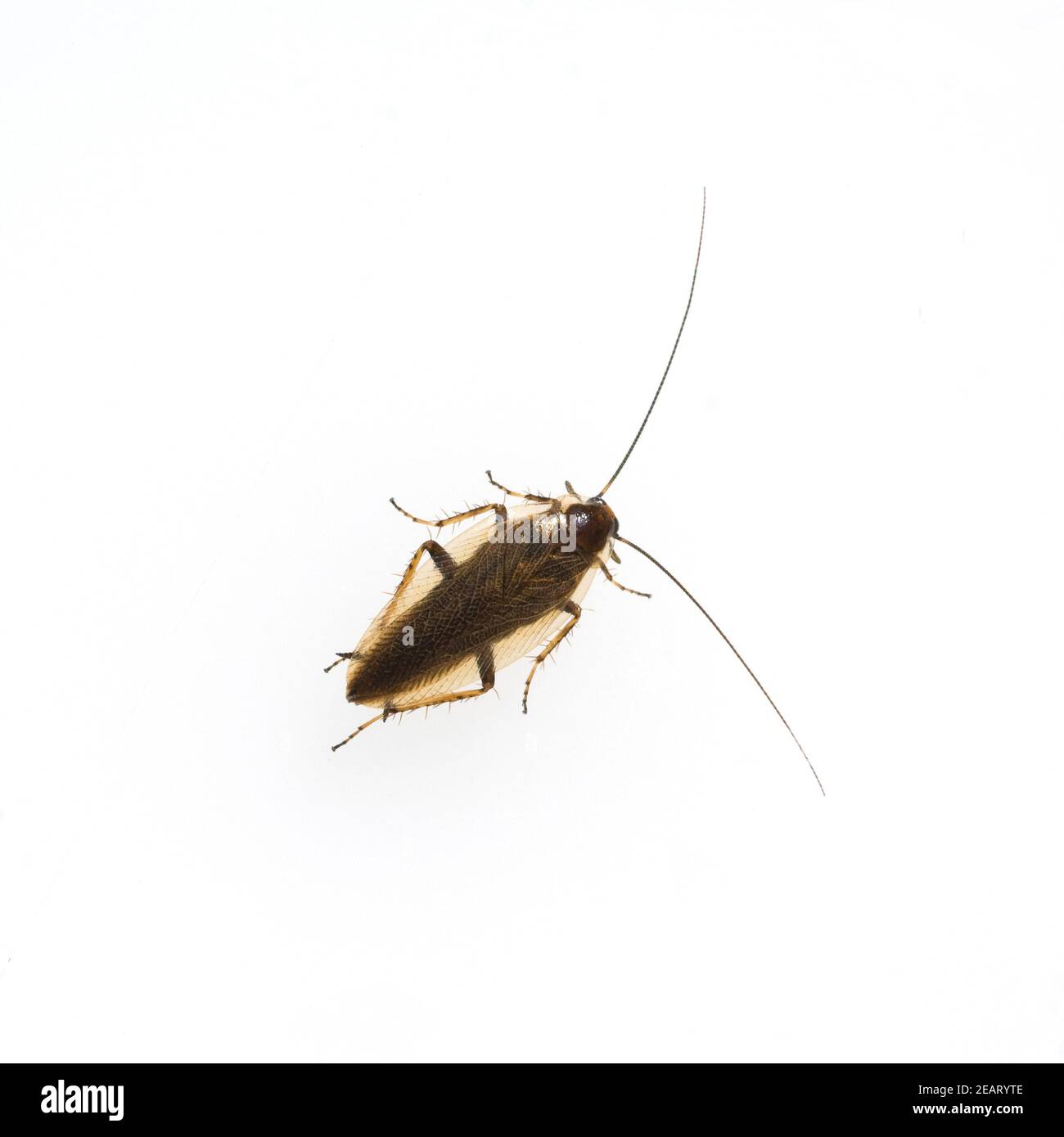 Deutsche Schabe, Blattella germanica Stock Photo