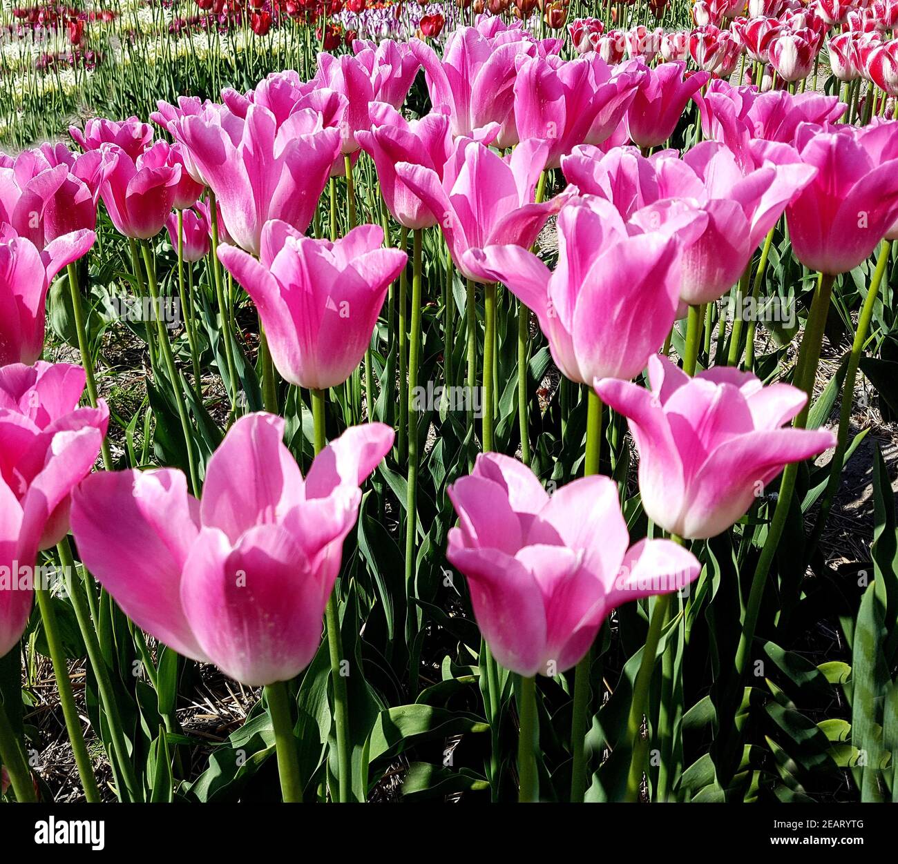 Tulipa, Royal Ten, Tulpenbluete Stock Photo