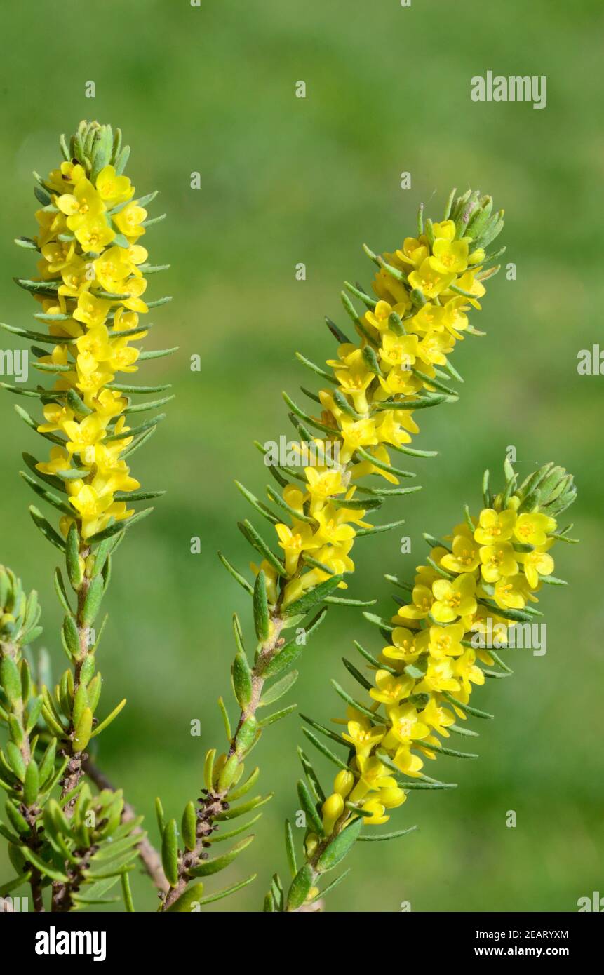 Spring wildflowers: Thymelaea ruizii Stock Photo