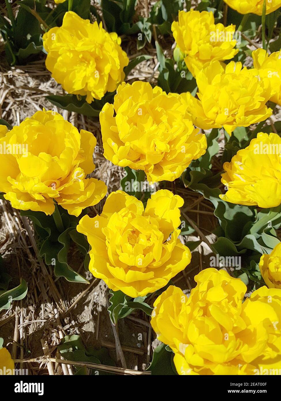 Tulipa, Yellow Baby, Tulpenbluete Stock Photo