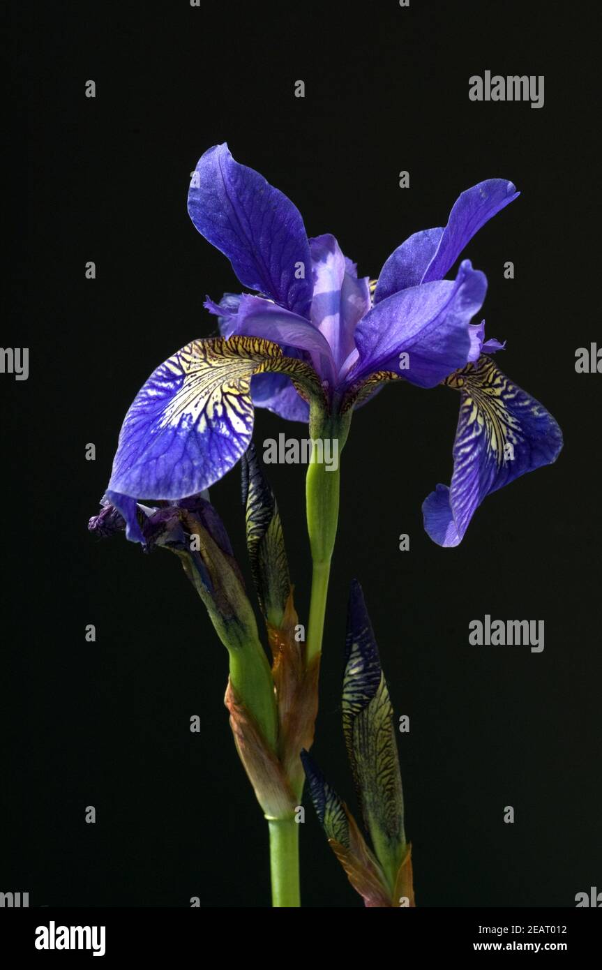 Deutsche Schwertlilien; Iris germanica, Wasserpflanzen Stock Photo