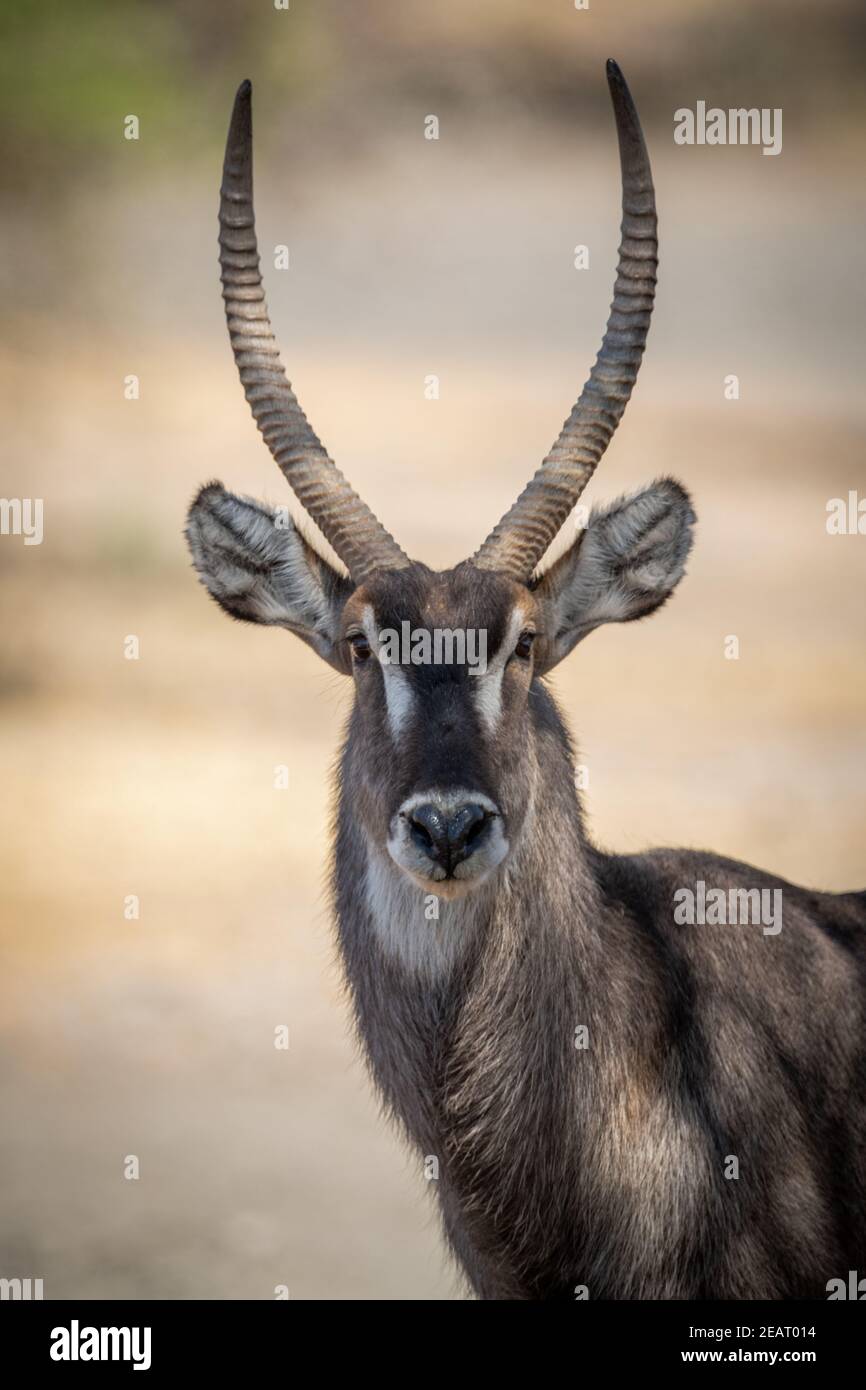 Close-up of male common waterbuck staring intently Stock Photo