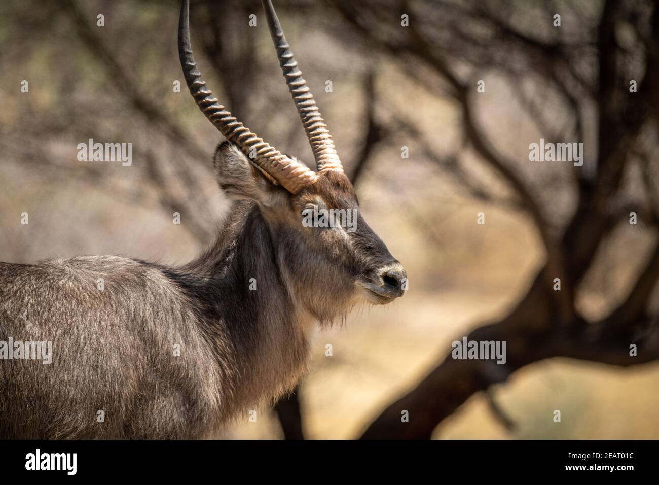 Close-up of male common waterbuck by trees Stock Photo