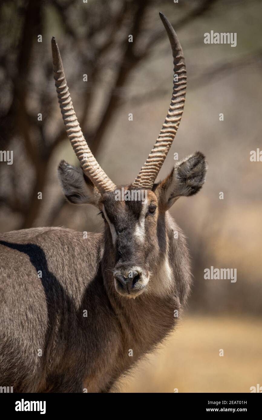Close-up of male common waterbuck twisting head Stock Photo