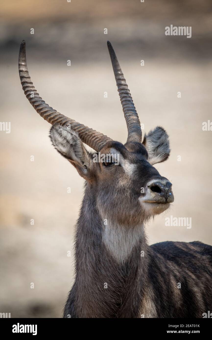 Close-up of male common waterbuck lifting head Stock Photo