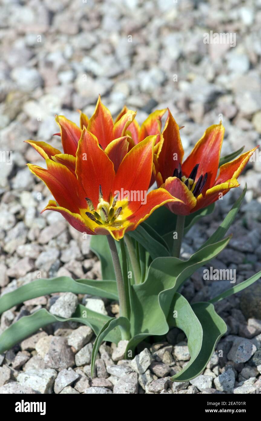 Tulipa schrenkie, Wildtulpe Stock Photo