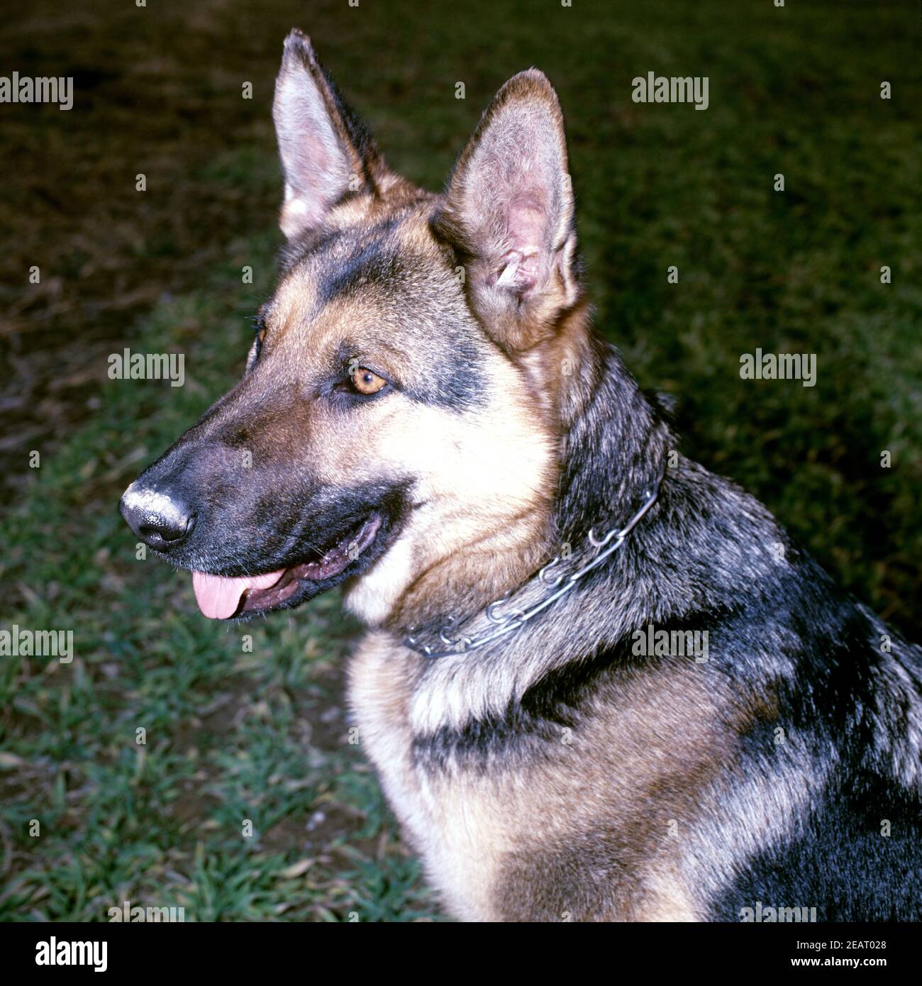 Schaeferhund Stock Photo