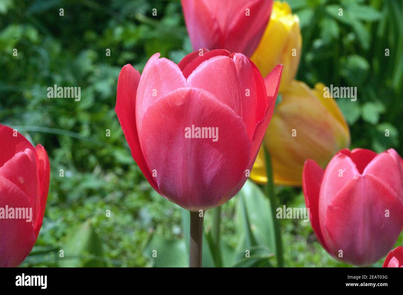 Tulpe, Tulpenbluete Stock Photo