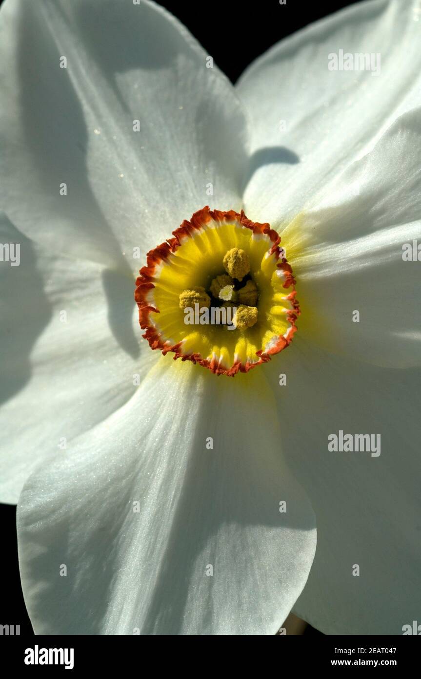 Dichternarzisse, Narcissus Poeticus Stock Photo