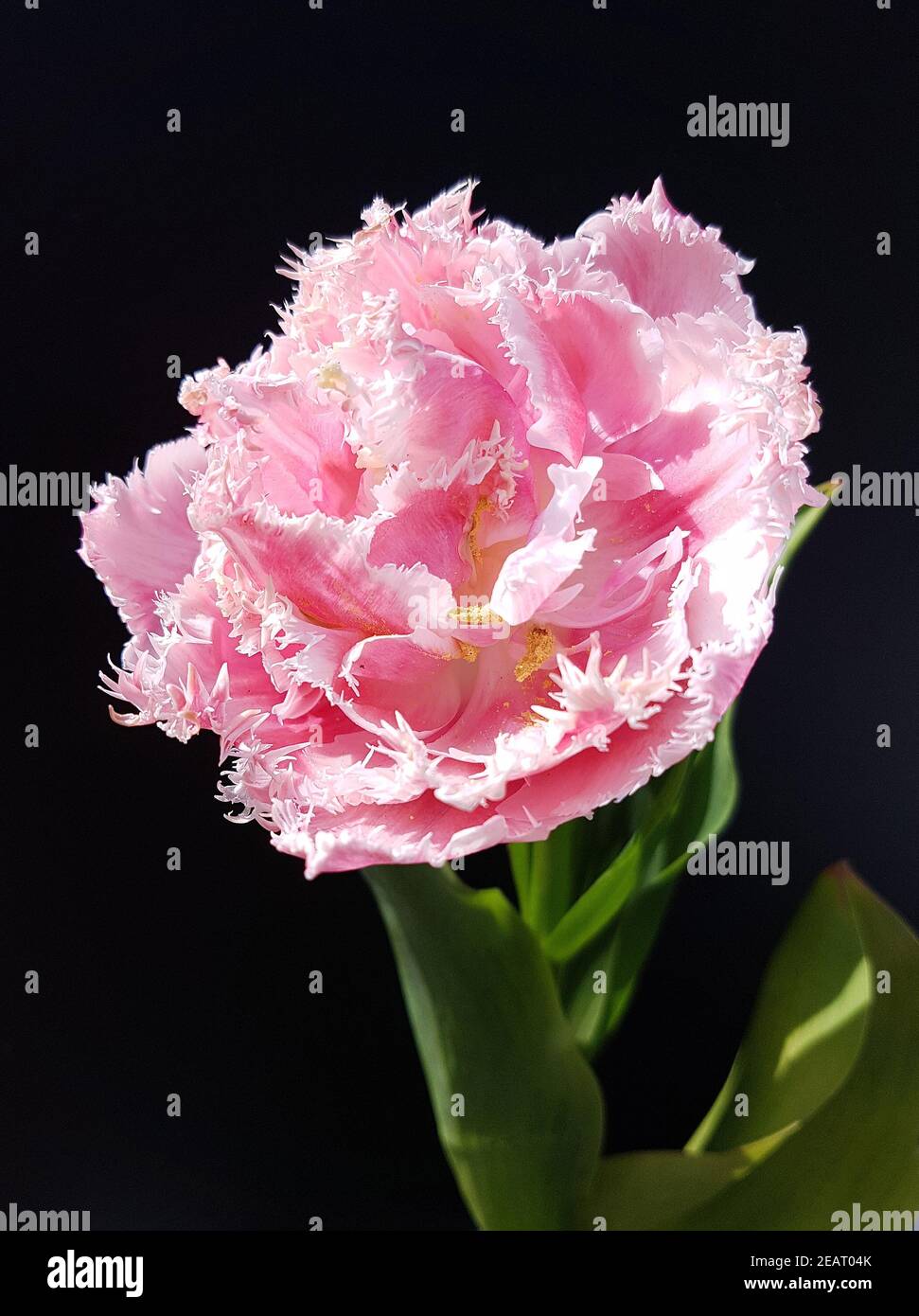 Tulpen, pink, gefranst Stock Photo