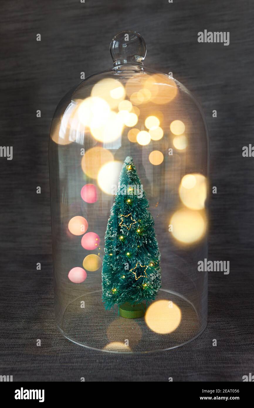 Little Christmas tree and glass dome Stock Photo