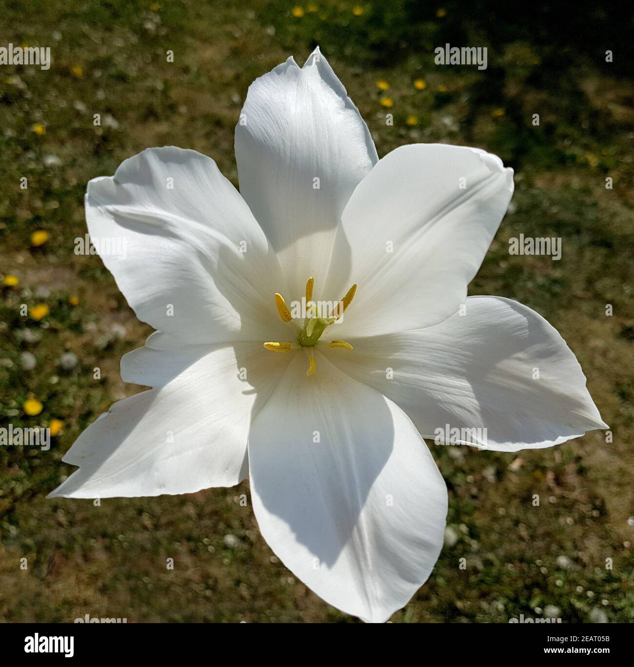 Weisse, Tulpen, Tulpenbluete Stock Photo