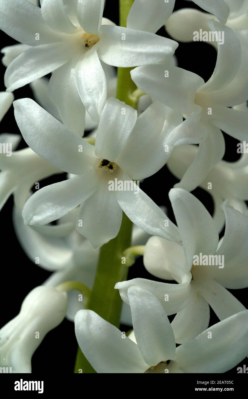 Hyazinthe, Weisse, Hyazinthus orientalis Stock Photo