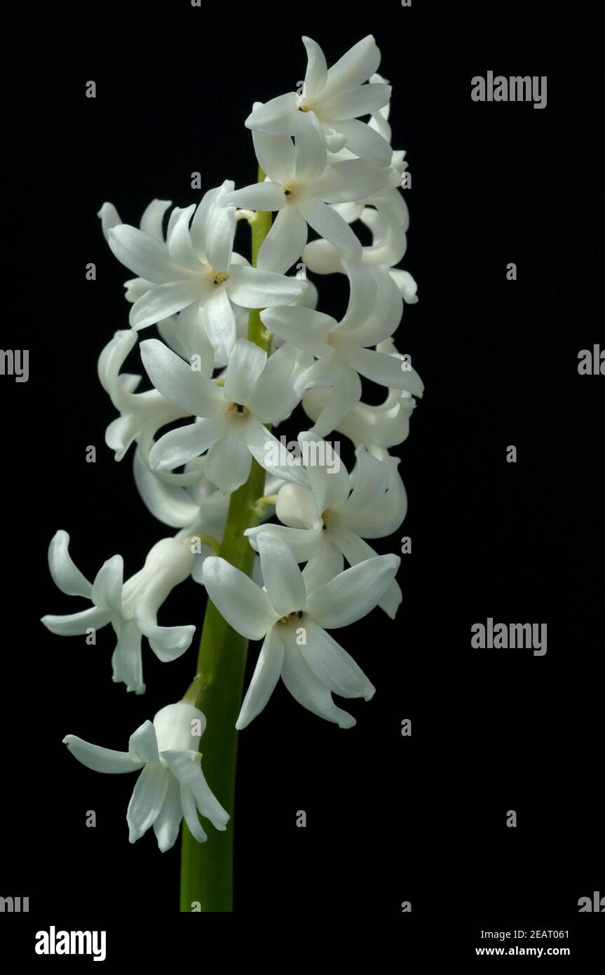 Hyazinthe, Weisse, Hyazinthus orientalis Stock Photo