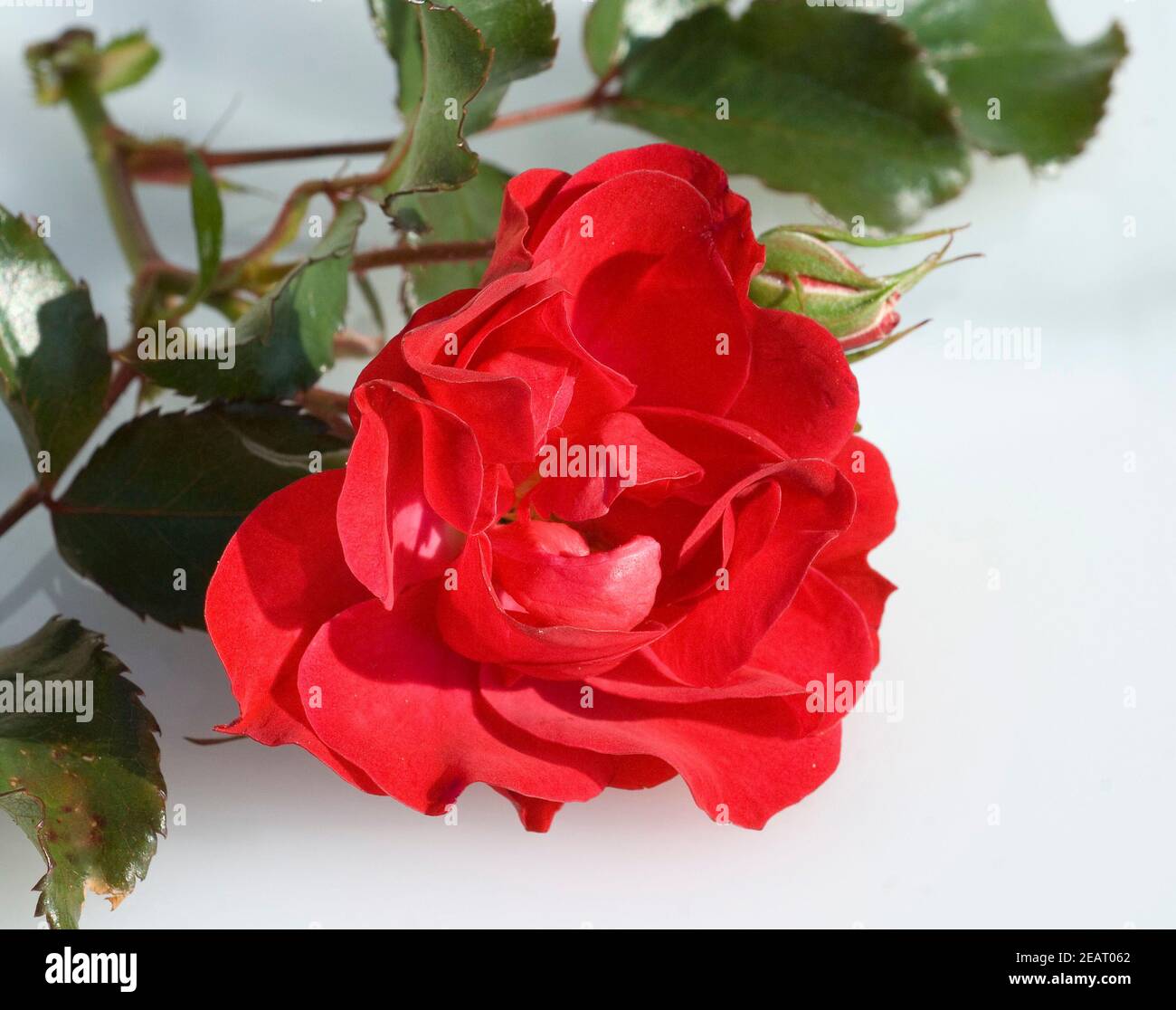 Rote Rose Stock Photo