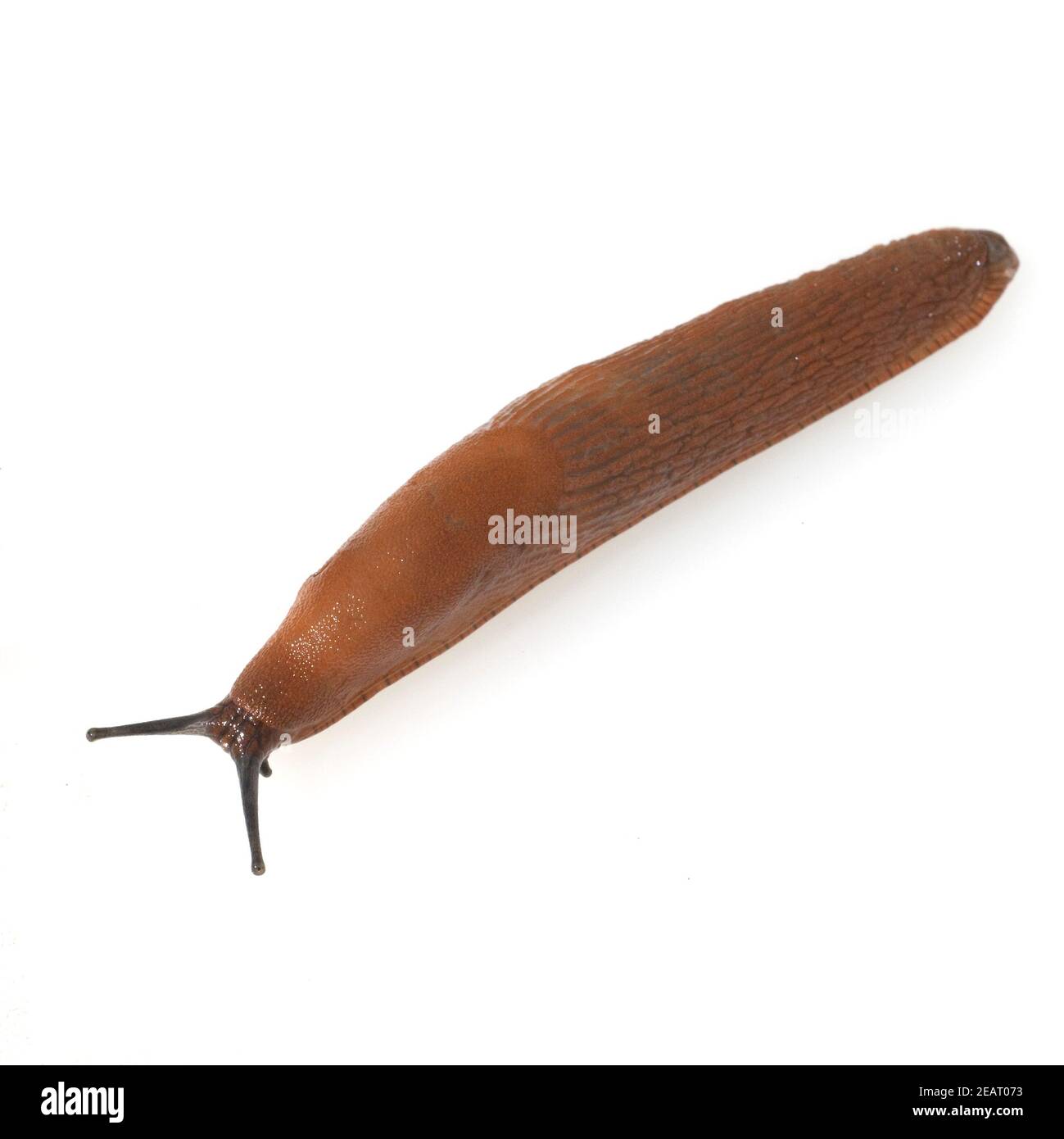 Rote Wegschnecke Stock Photo