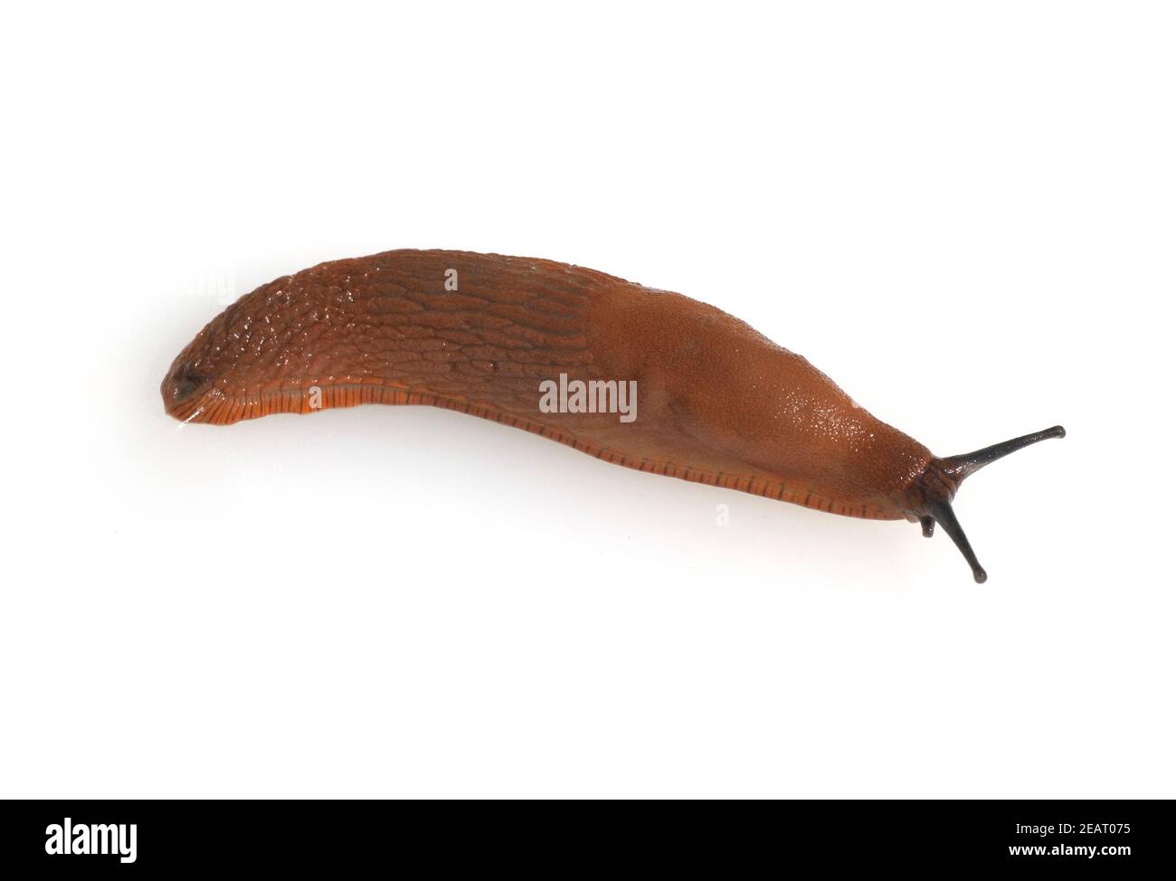 Rote Wegschnecke Stock Photo