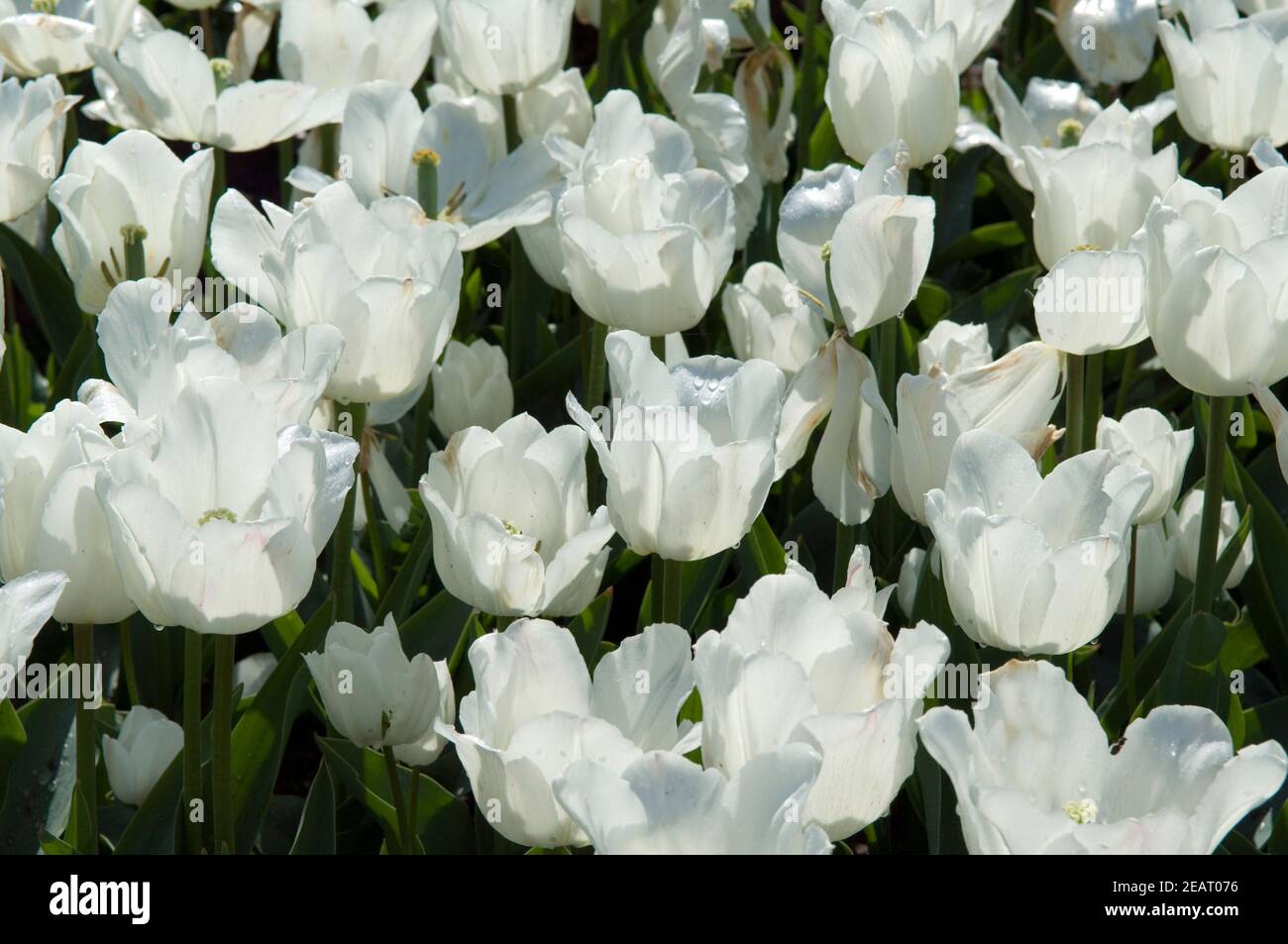 Tulipa White Marvel High Resolution Stock Photography and Images - Alamy