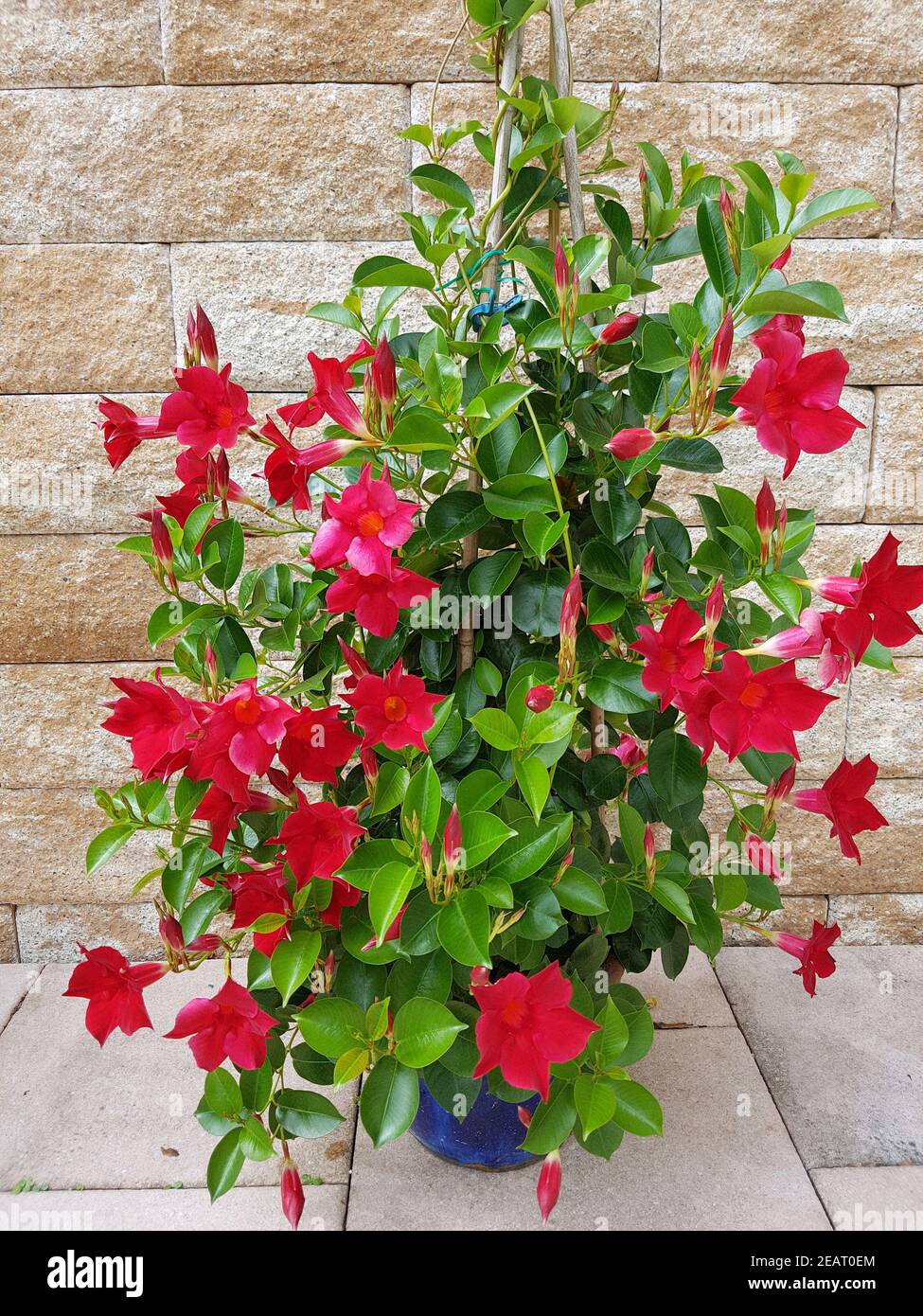 Dipladenia, Sanderi, Sundaville, Balkonblumen, Kuebelpflanze Stock -