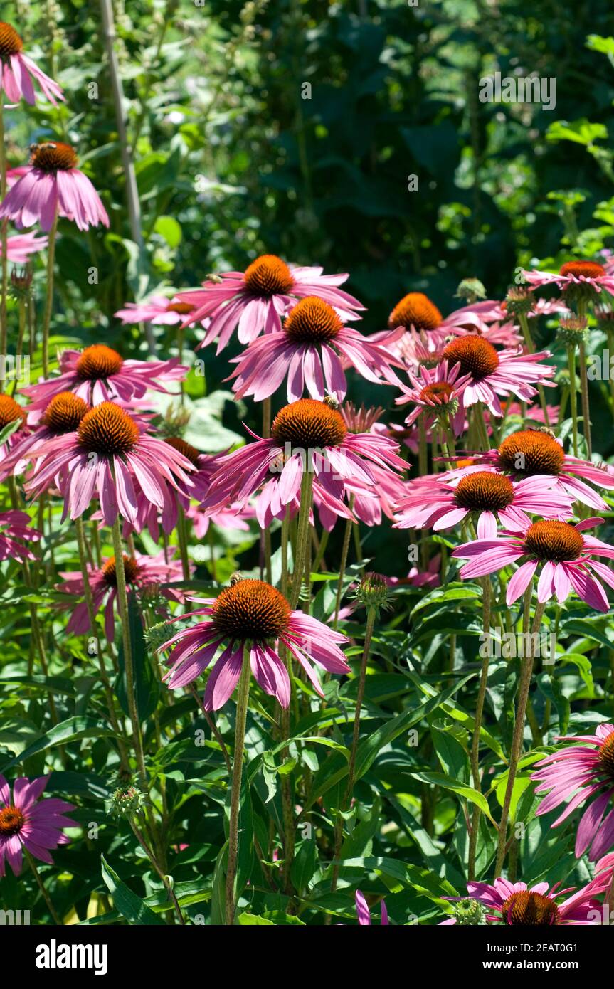 Roter Sonnenhut, Echinacea purpurea Stock Photo