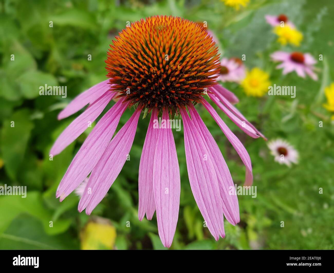 Roter Sonnenhut  Heilpflanze Stock Photo