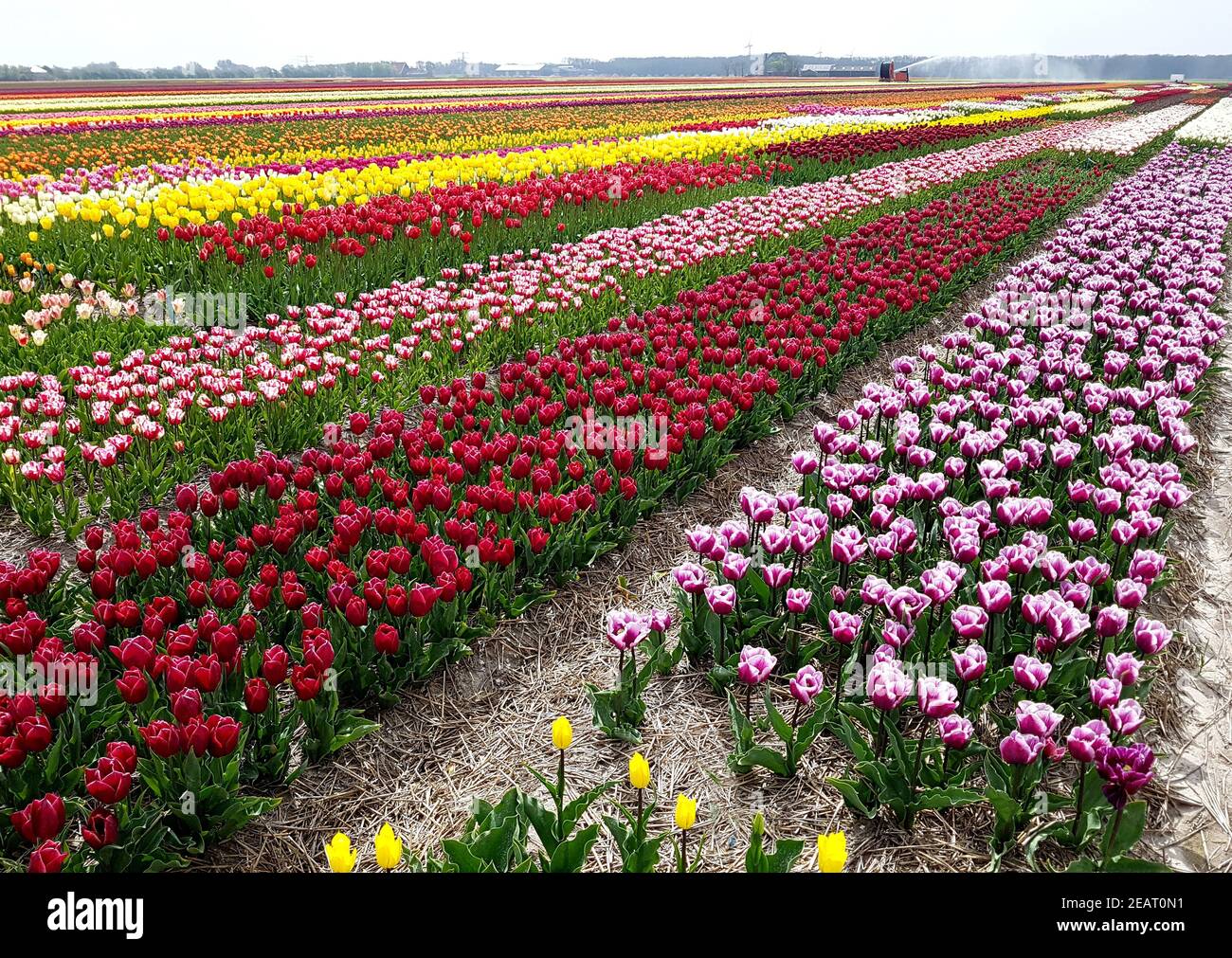 Tulpenfelder, Julianadorp, Nordholland Stock Photo