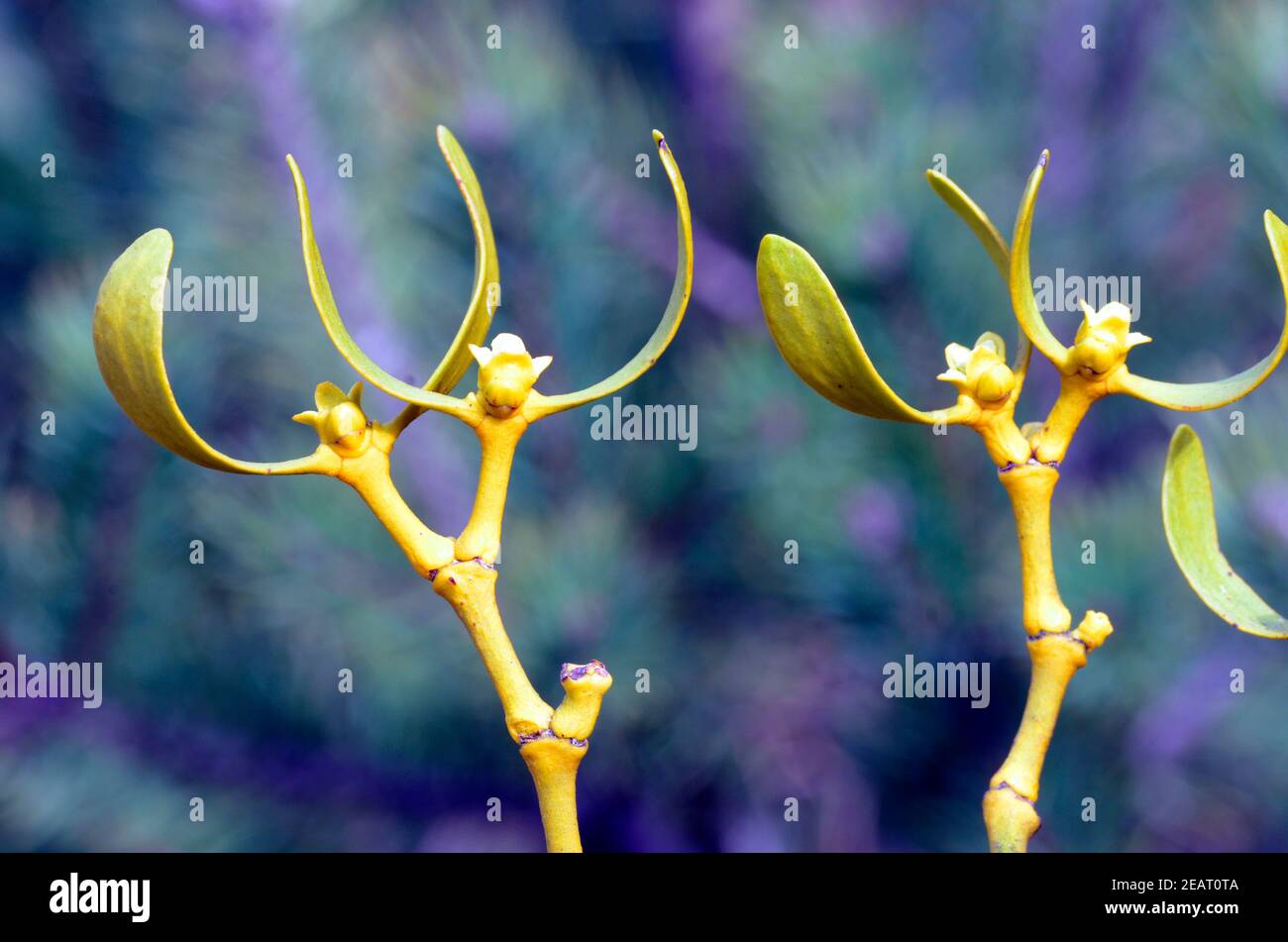 Flowers of mistletoe (Viscum album), a parasitic plant Stock Photo