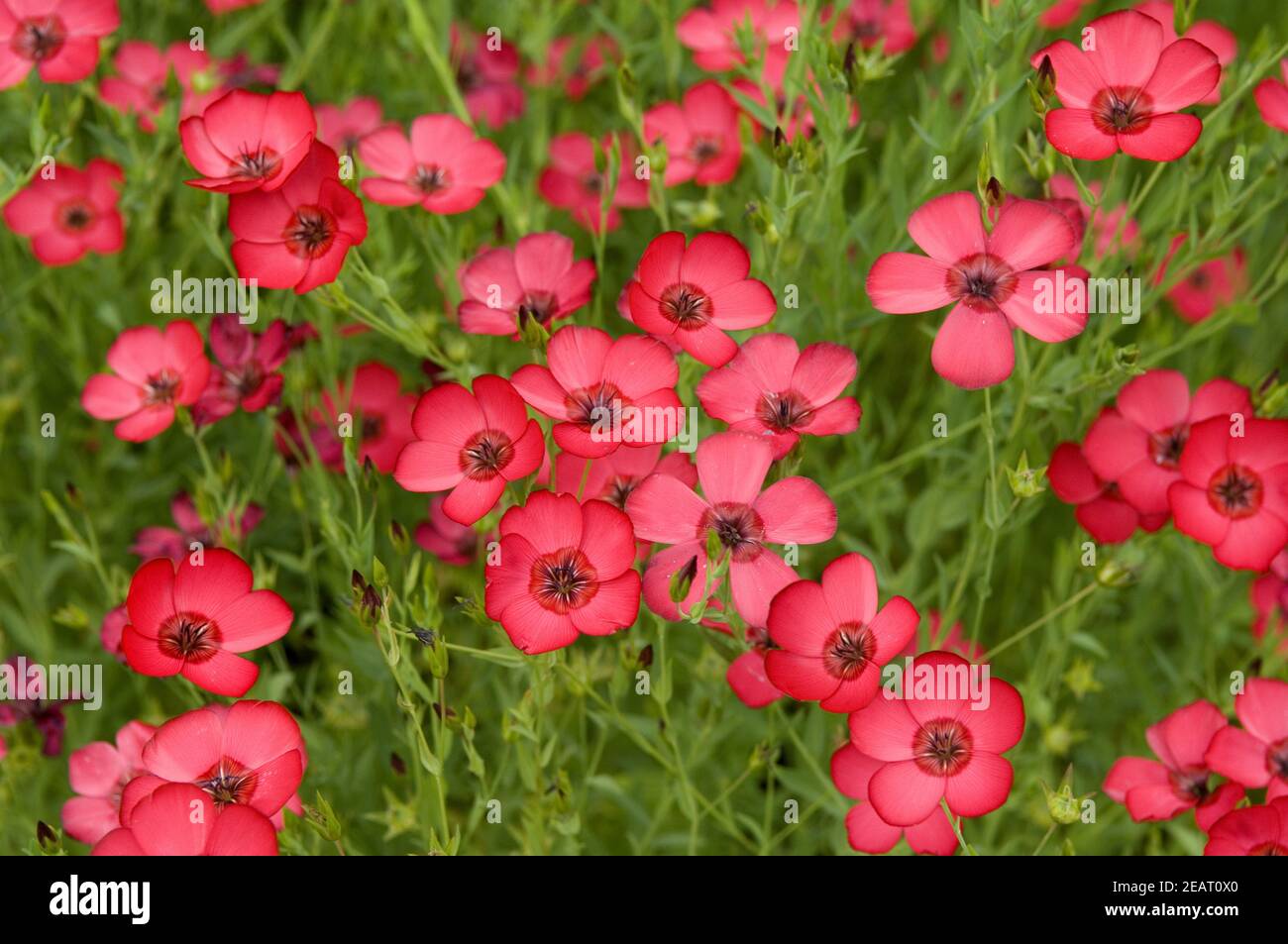 Roter Lein  Rubrum Stock Photo