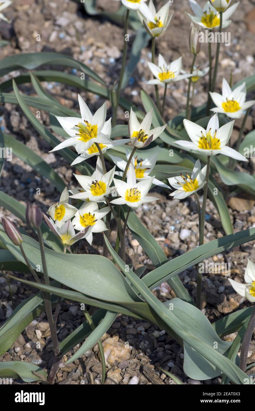 Turkestanische Tulpe, Tulipa turkestanica Stock Photo