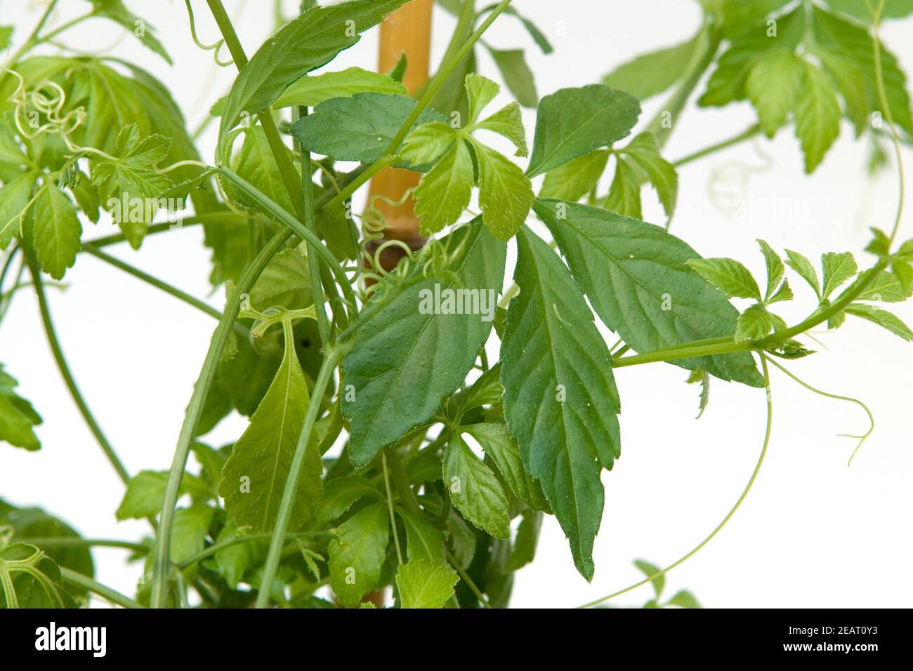 Jiaogulan, Unsterblichkeitskraut, Gynostemma pentaphyllum, Stock Photo